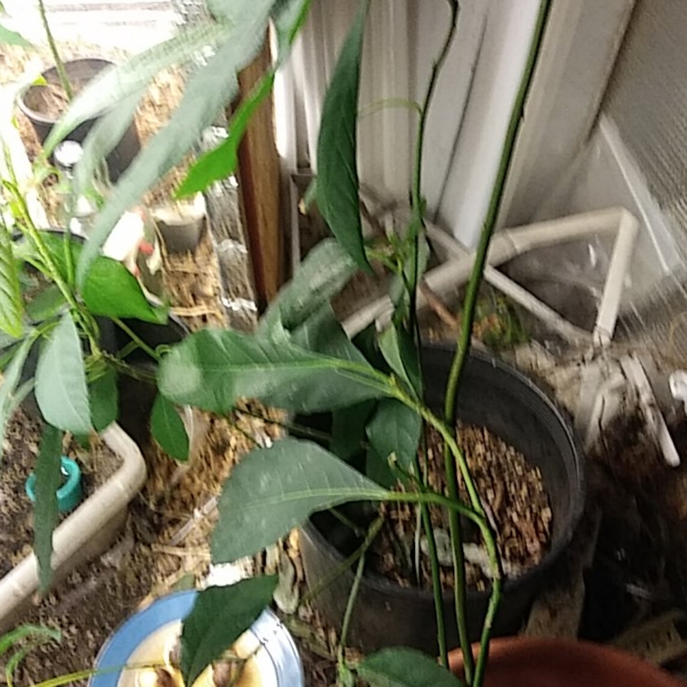 Avocado starters and plants